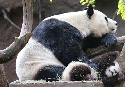娱乐吃瓜酱熊猫生气